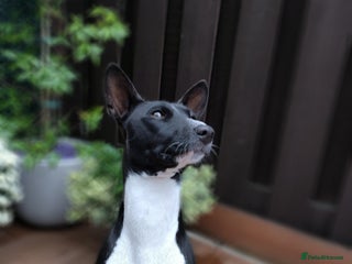 Basenji dogs - Advert 1