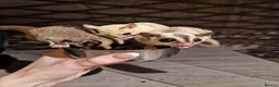 Sugar Glider rodents for sale: Trio of sugar gliders in Verwood - Advert 2