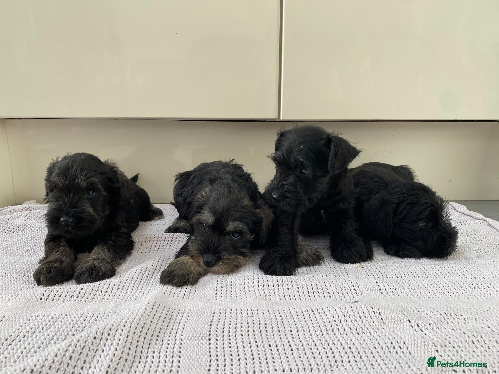Miniature Schnauzer dogs 🐶 Miniature Schnauzer Puppy for Sale 🖤🤍 - Advert 1