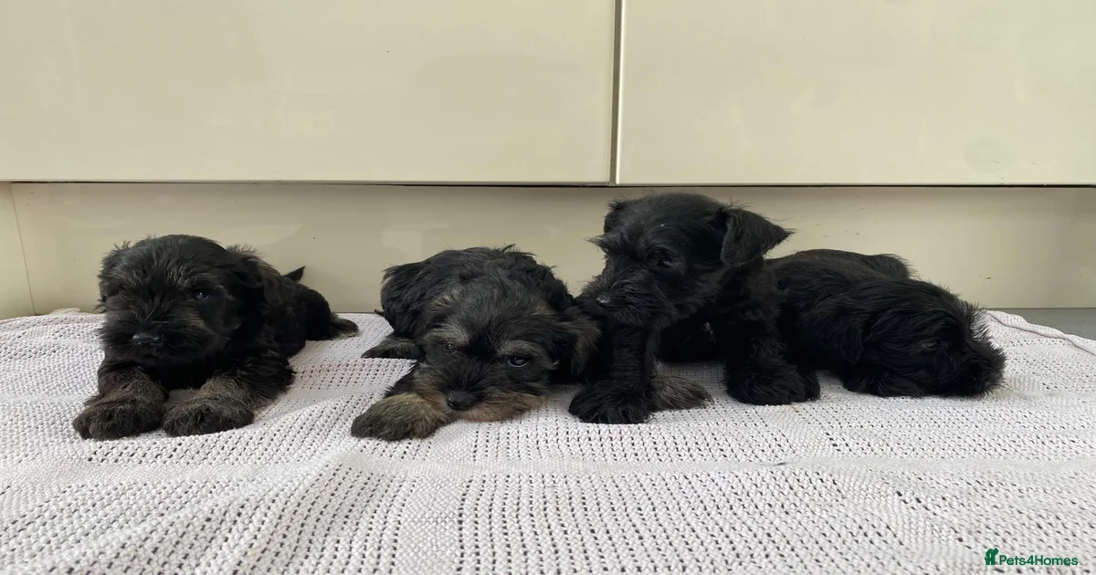 Silver and black Miniature Schnauzer Puppies for sale | Pets4Homes