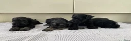 Miniature Schnauzer dogs for sale: 🐶 Miniature Schnauzer Puppy for Sale 🖤🤍 - Advert 1
