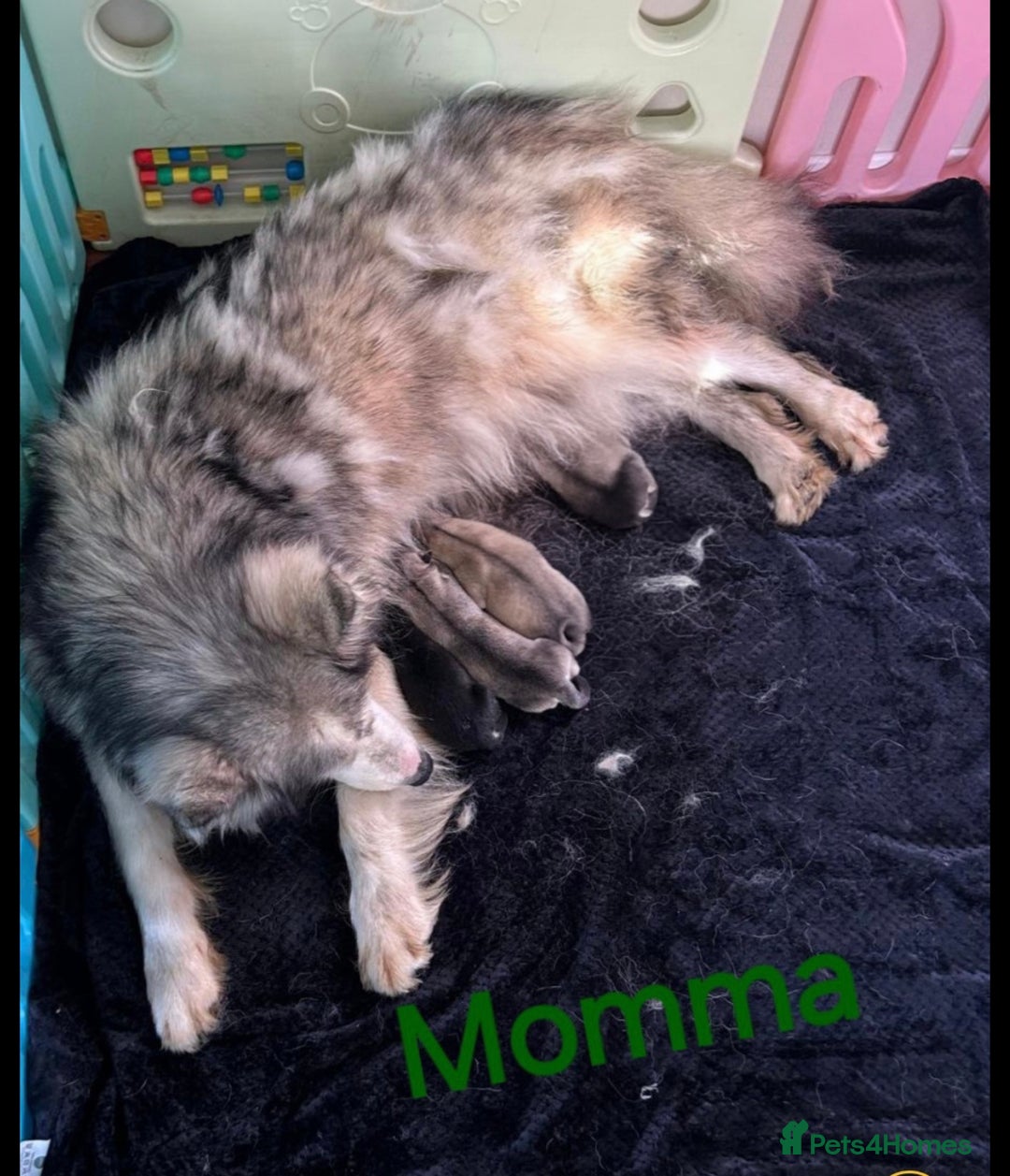 Utonagan dogs for sale: BEAUTIFUL MALAMUTE X HUSKY PUPS - Image 4