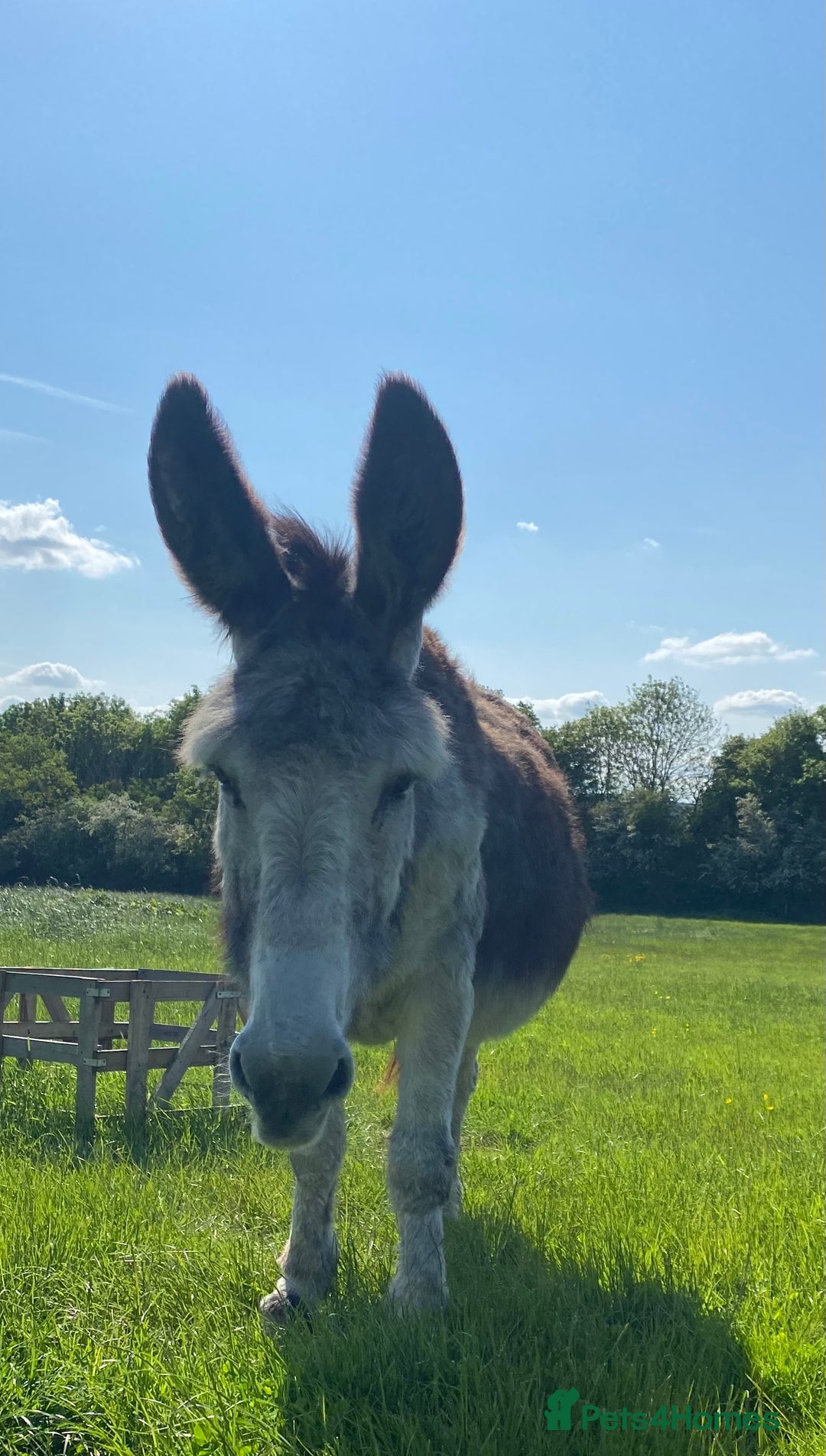 Donkey livestock for sale: Dolly and Moose, lovely Jenny donkeys - Image 7