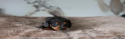 Mixed Breed dogs for sale: Cavapoo x Dachshund puppies  - Advert 28