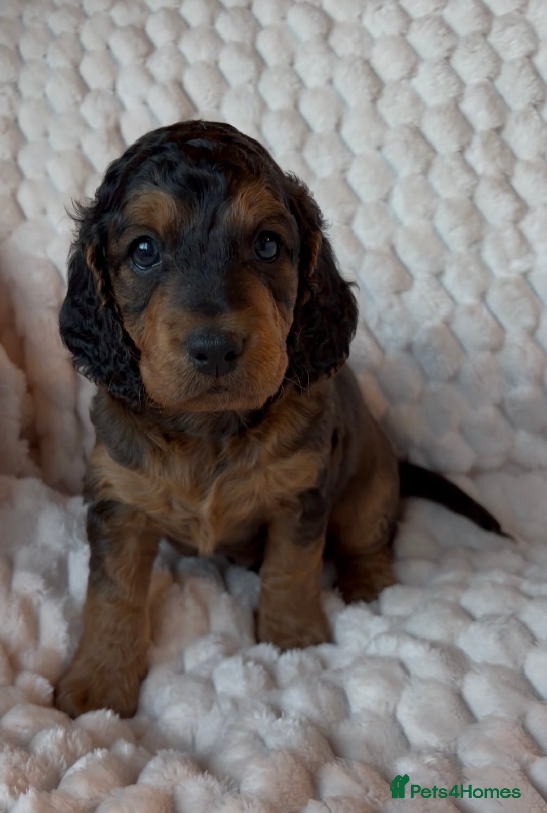 Cockapoo dogs for sale: Charming Cockapoo puppies. Pick your perfect pal! - Advert 2