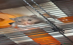 Hamster rodents for sale: Male fluffy brown & white hamster - Image 2
