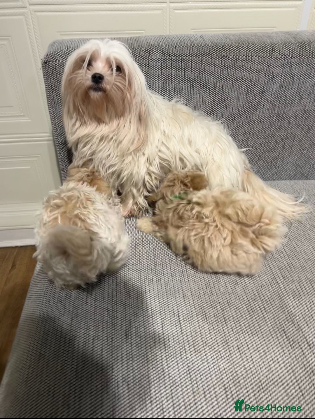 Maltipoo dogs for sale: Maltipoo F1 Males💙 - Advert 2