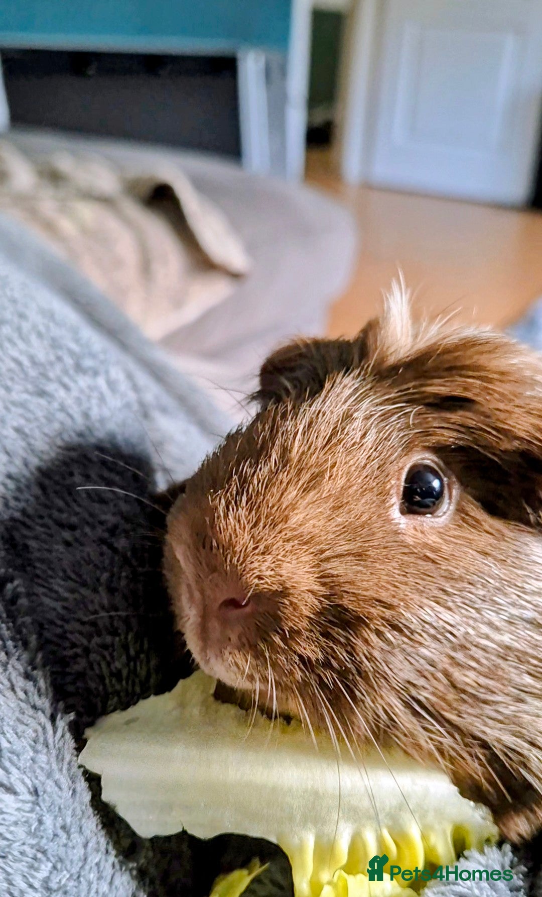 Guinea Pig rodents Two bonded guinea pigs - Advert 1