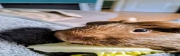 Guinea Pig rodents for sale: Two bonded guinea pigs in Hamilton - Advert 1