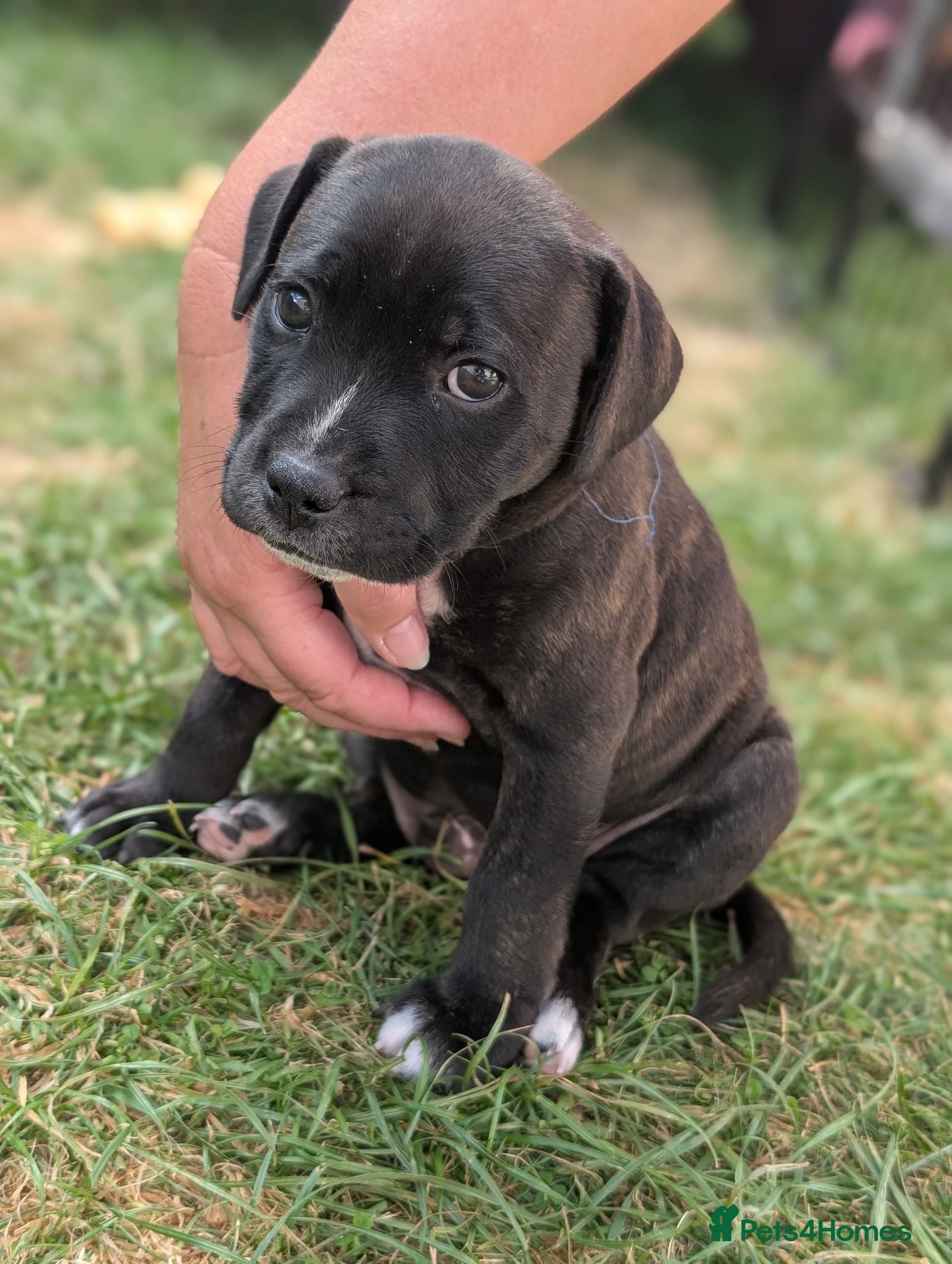 Staffordshire Bull Terrier dogs Stunning Brindle & White Staffy Pups - Advert 2