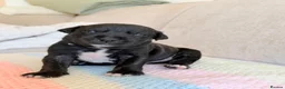 Staffordshire Bull Terrier dogs for sale: Gorgeous staffordshire bull terrier puppies - Advert 26