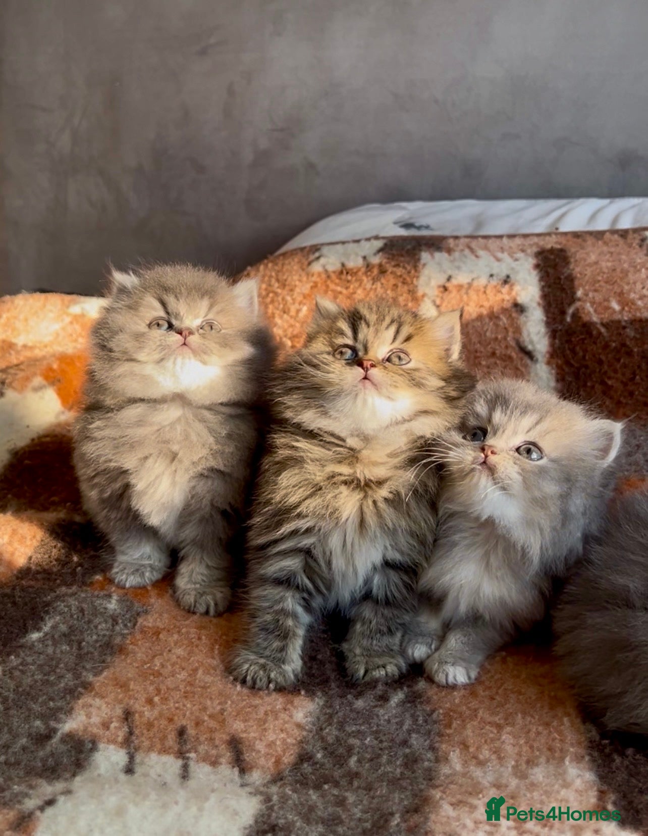 British Longhair cats GCCF & TICA Registered BLH Kittens - Advert 17