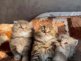 British Longhair cats GCCF & TICA Registered BLH Kittens - Advert 17