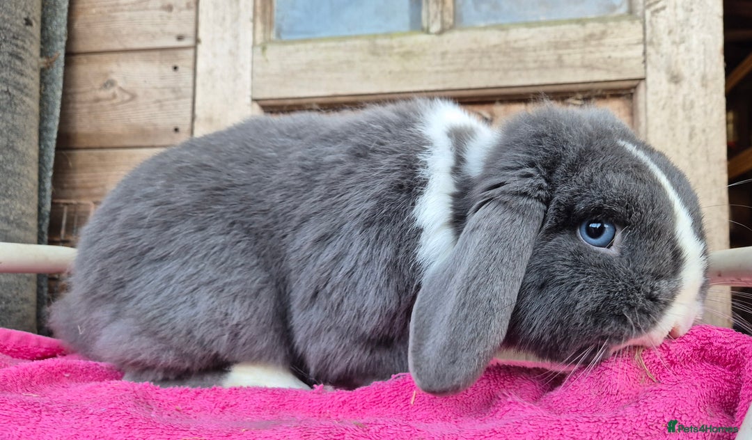 Mini Lop rabbits for sale: Adult mini lops  - Advert 3