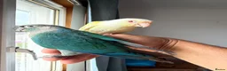 Conures birds for sale: Green check conures tamed - Advert 9