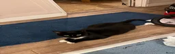 Domestic Shorthair cats for sale: Kitten For Sale in Southampton - Advert 4