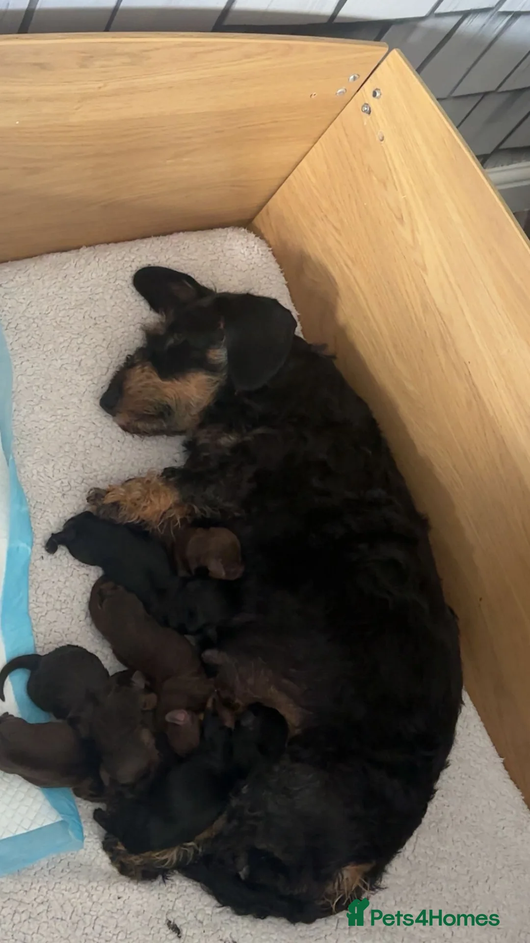 Dachshund dogs for sale: Dachshund puppies  - Advert 8