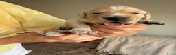 Golden Retriever dogs for sale: KC registered golden retriever puppies - Advert 7