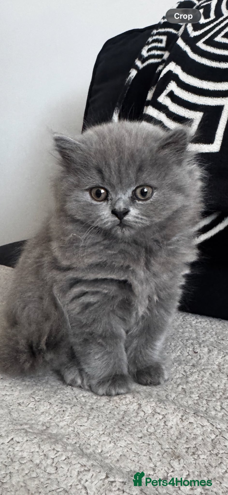 British Longhair cats British blue girl longhair  - Advert 18