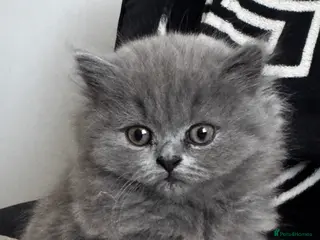 British Longhair cats British blue girl longhair - Advert 18