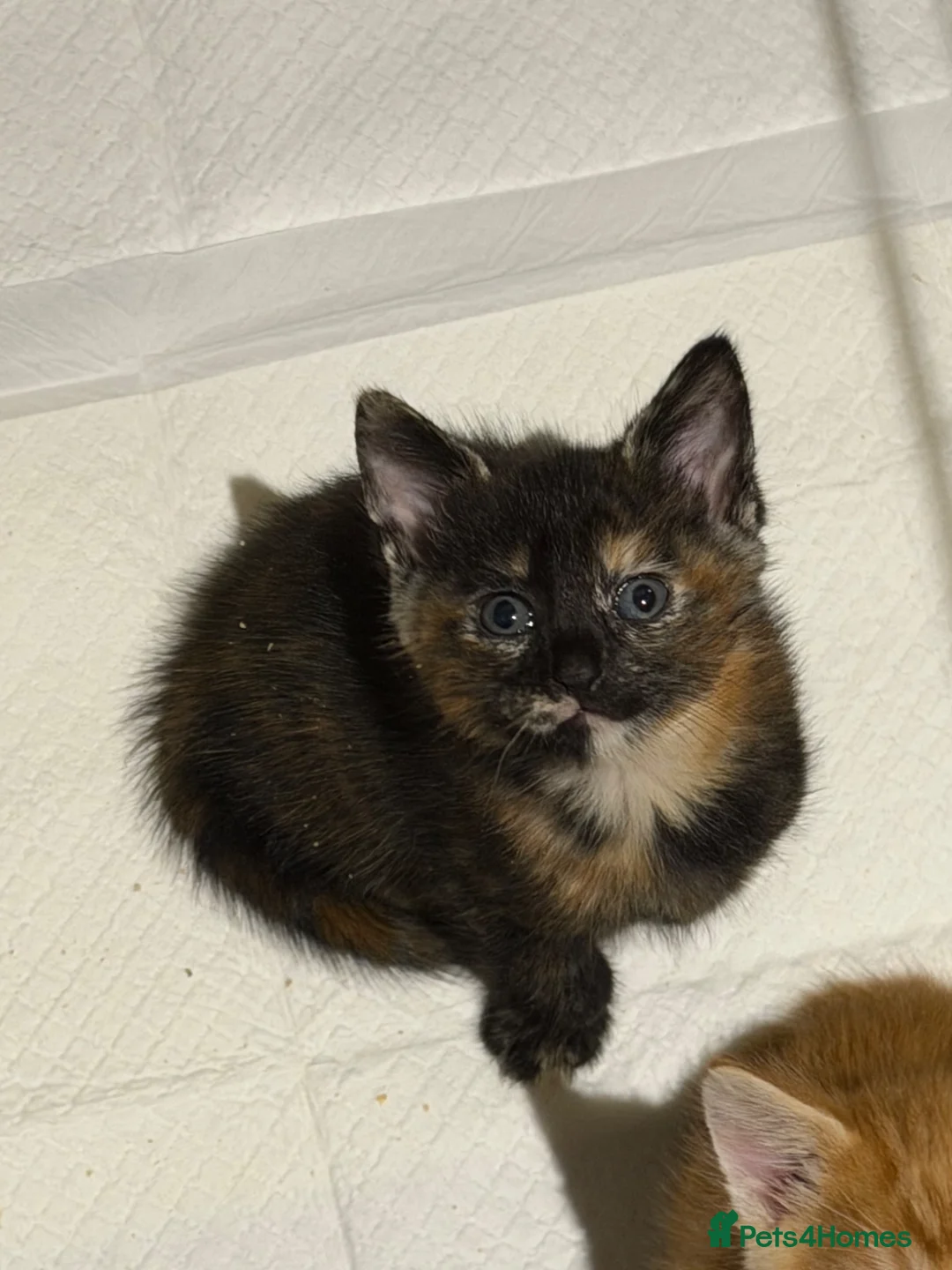 Mixed Breed cats for sale: Female calico kitten ready  - Advert 2