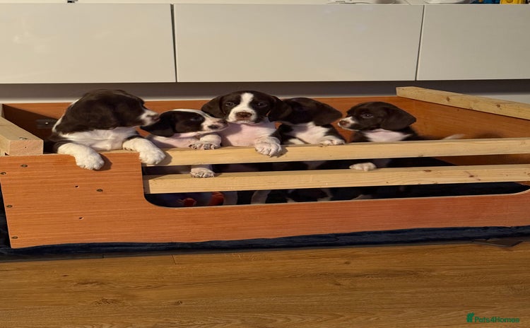 Mixed Breed dogs - Advert 8