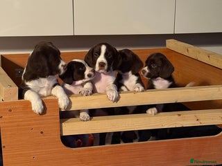 Mixed Breed dogs - Advert 8