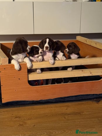 Mixed Breed dogs - Advert 3
