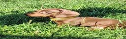 Dachshund dogs for sale: Beautiful Dachshund Puppies in Edinburgh - Advert 8