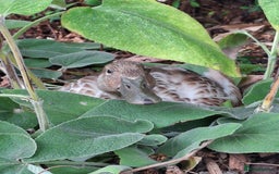 Ducks poultry for sale: Adolescent Welsh Harlequin Ducks – 1 F, 2 M - Image 2
