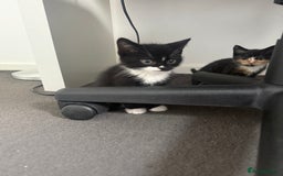 Mixed Breed cats for sale: Mixed breed kittens for sale  - Image 3