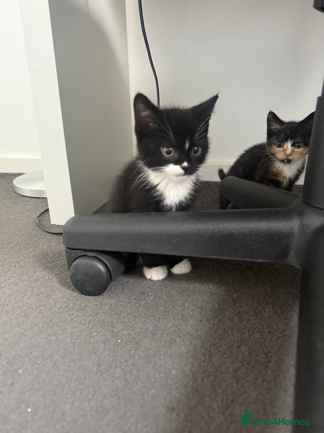 Mixed Breed cats for sale: Mixed breed kittens for sale  - Image 3