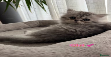 Persian cats - Advert 1