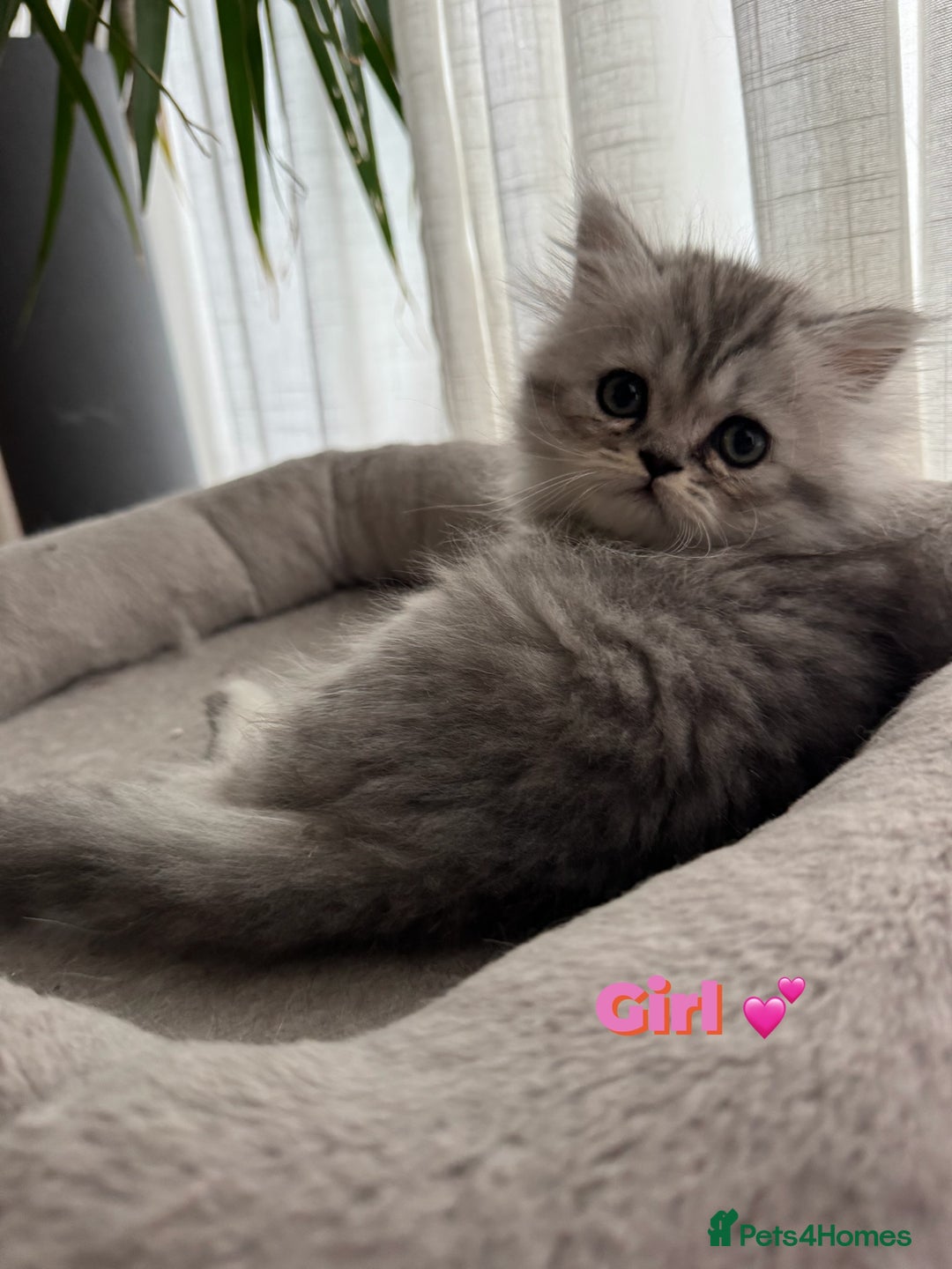 Persian cats for sale: 🐾Fluffy Chinchilla Persian kittens for Sale🐾 - Image 2
