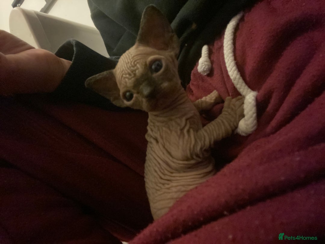 Mixed Breed cats for sale: Sphynx cross kittens  - Advert 5