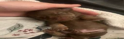 Chihuahua dogs for sale: 4 stunning chihuahua puppies  - Advert 30