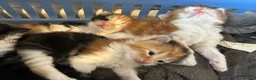 Turkish Van cats for sale: Very Fluffy Turkish Van Kittens  - Advert 2