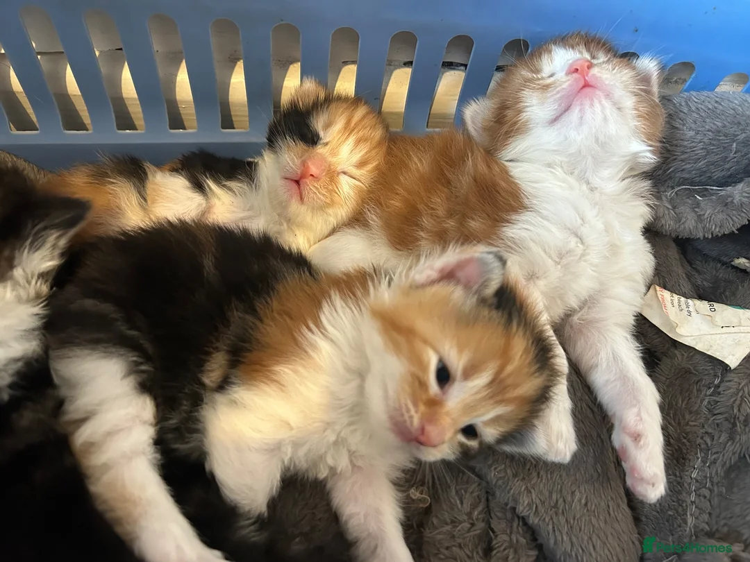 Turkish Van cats for sale: Very Fluffy Turkish Van Kittens  - Advert 2