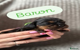 Cavalier King Charles Spaniel dogs for sale: KC Cavalier King Charles spaniels  - Advert 3