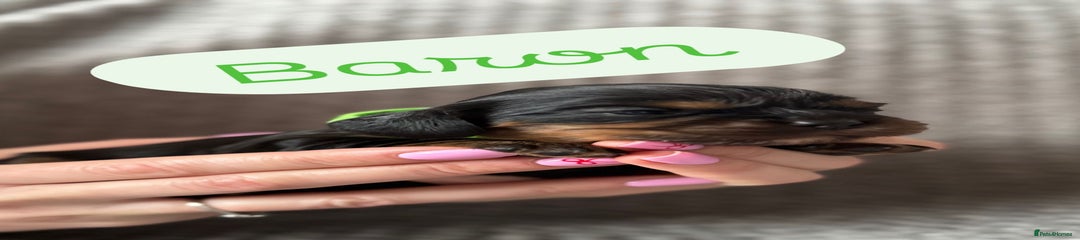 Cavalier King Charles Spaniel Puppy 1