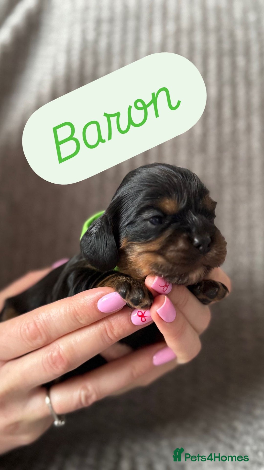 Cavalier King Charles Spaniel dogs for sale: KC Cavalier King Charles spaniels  - Advert 3