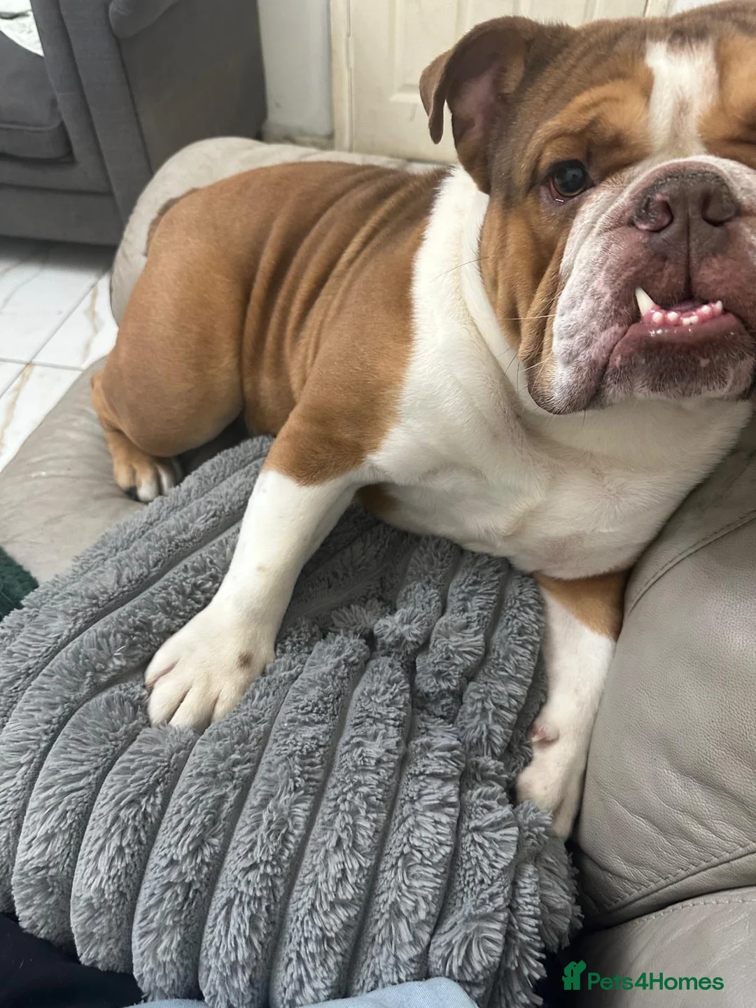 English Bulldog dogs for sale: British bulldog  in Northwich - Advert 3