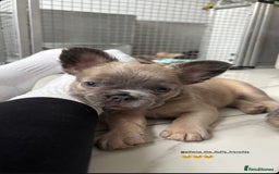 French Bulldog dogs for sale: 4 Fluffy French Bulldogs FOR SALE  - Image 2