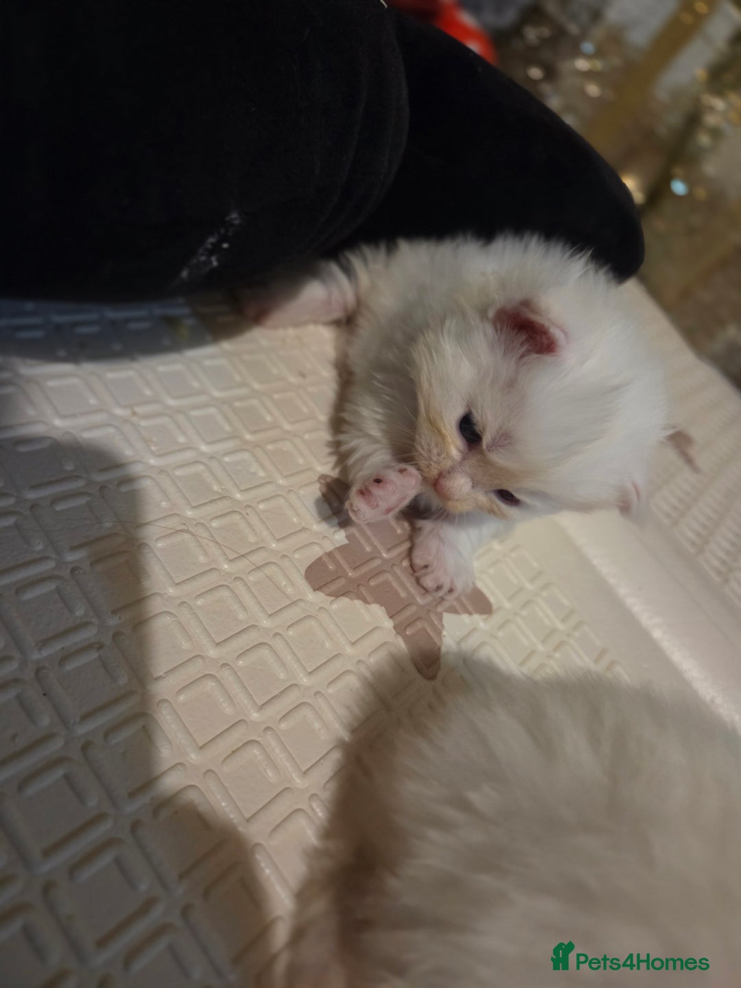 Maine Coon cats for sale: TICA registered MaineCoons 😸  - Advert 23