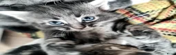 Mixed Breed cats for sale: Kittens - Advert 4
