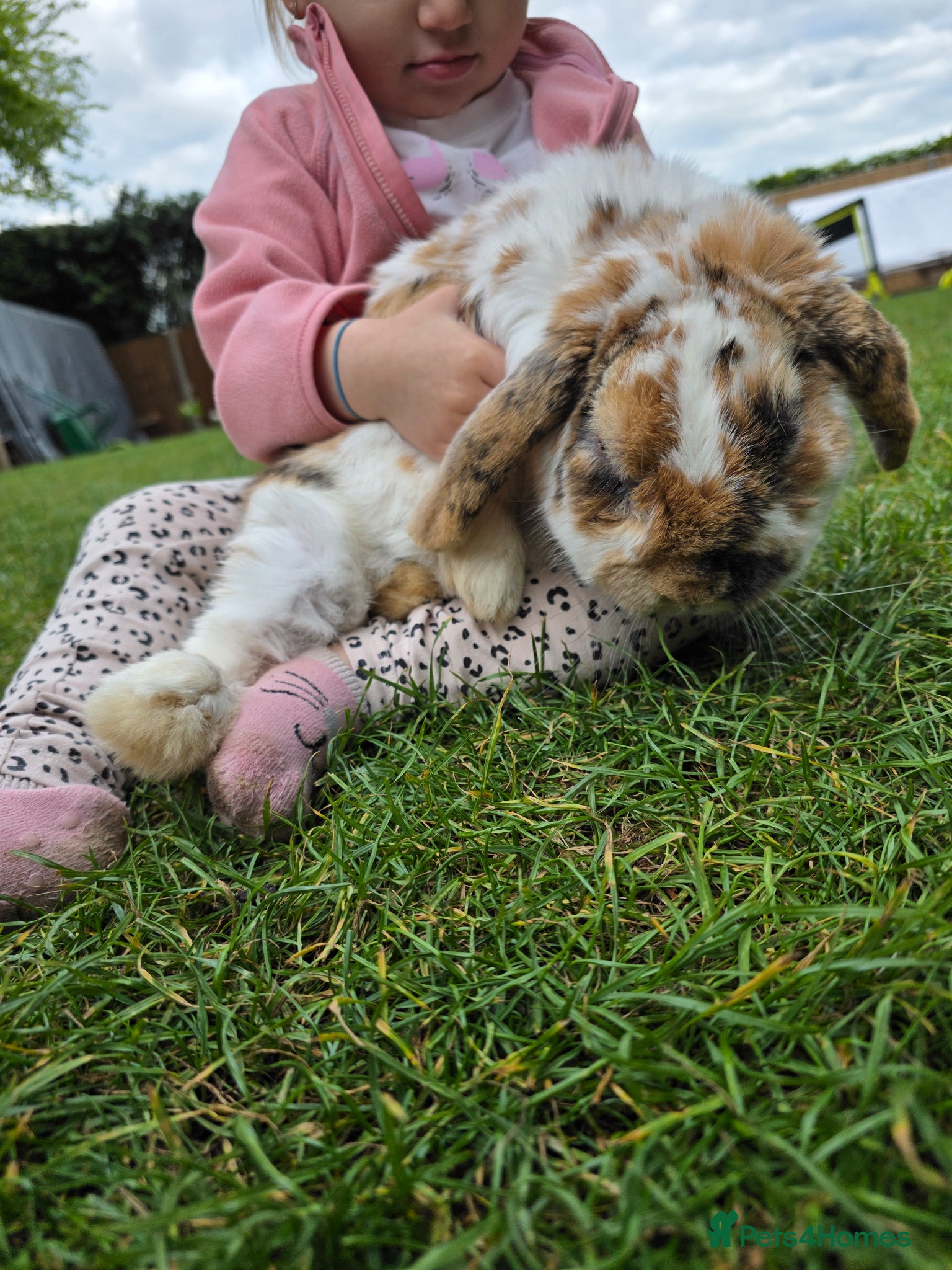 Mixed Breed rabbits Rabbits for rehoming - Advert 24