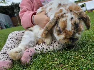 Mixed Breed rabbits Rabbits for rehoming - Advert 24
