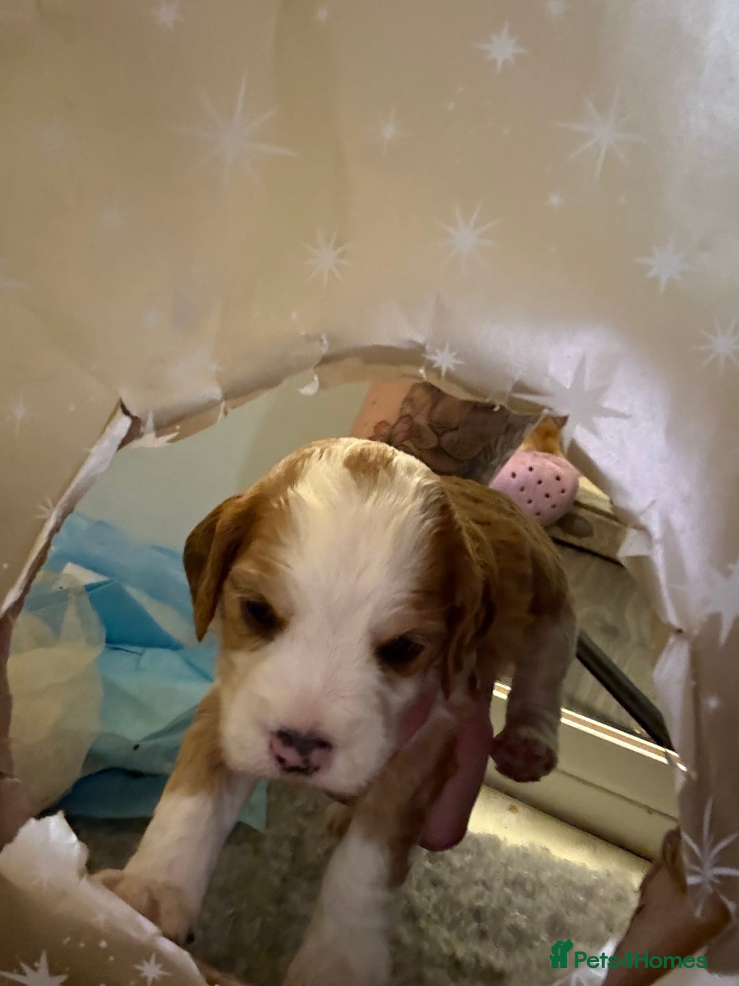 Cockapoo dogs for sale: 4 males and 1 female  - Advert 22