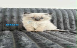 Ragdoll cats for sale: 5 Adorable Ragdoll Kittens🐾 - Image 10