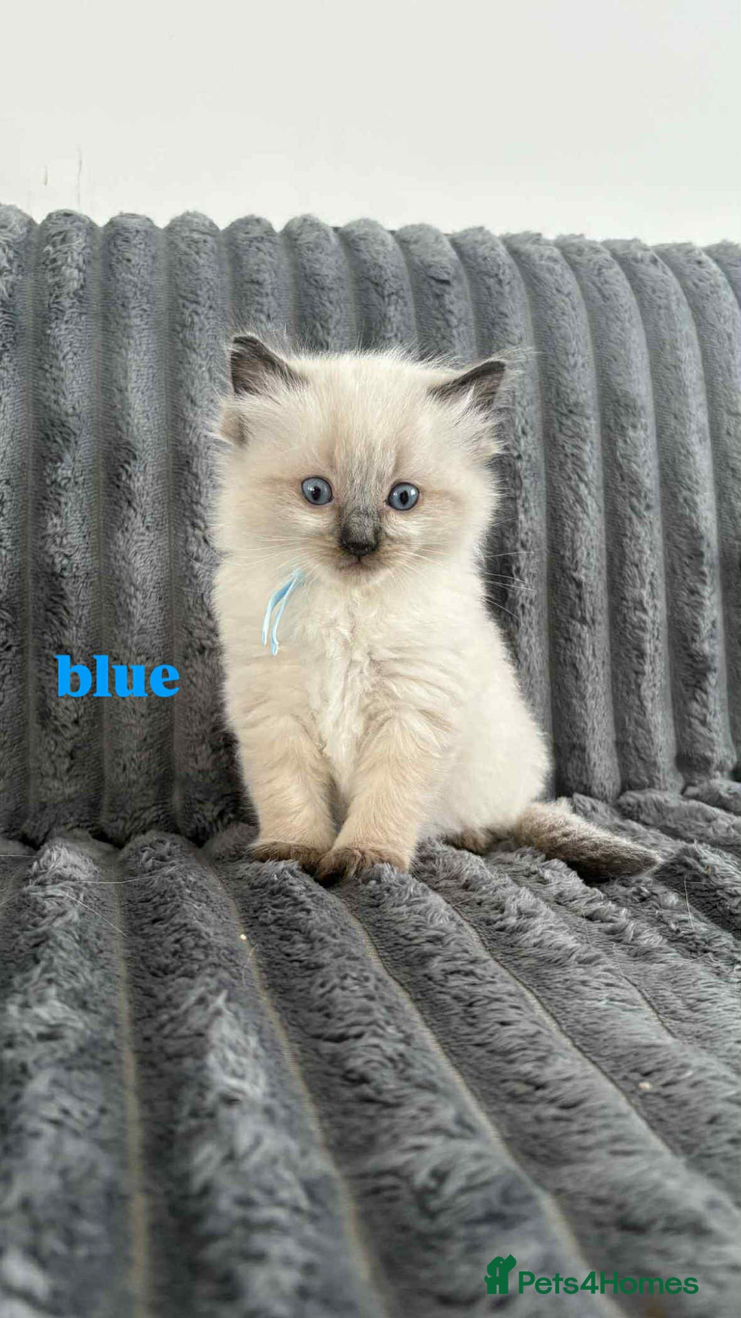 Ragdoll cats for sale: 5 Adorable Ragdoll Kittens🐾 - Image 10
